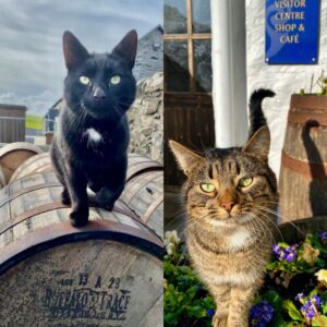 Two cats, one black cat on top of a barrel, and another with flowers around it.