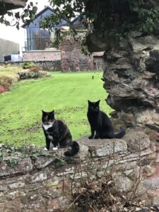 Lindores Abbey Distillery with two cats on a wall in the foreground