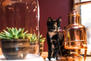 Kitten with copper pot still